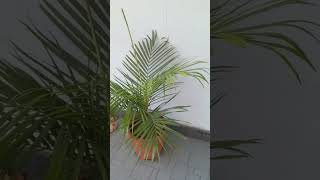 Arecal palm [upl. by Edna]