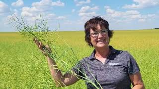 CANTERRA SEEDS CS3100 TF TruFlex® Canola in Southern SK [upl. by Norrabal918]