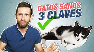 3 CLAVES para saber si TU GATO ESTÁ SANO 😸  Alimentación arenero y actividad física de gatos sanos [upl. by Derwon]