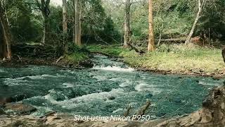 Nikon P950 Cinematic Video [upl. by Fidelia]