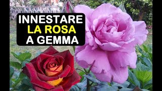 INNESTARE LA ROSA [upl. by Yoho]