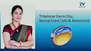 Embryology of Trilaminar Germ Disc Neural Crest Cells amp Notochord by Dr Rajitha Vanga [upl. by Eninnej]