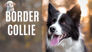 BORDER COLLIE CONOZCAMOS MAS SOBRE ESTA RAZA 🐕‍🦺❤️ [upl. by Ailat]