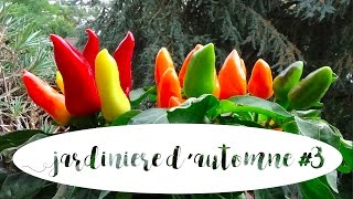 Jardinière dautomne 3  piments dornement [upl. by Erastes266]