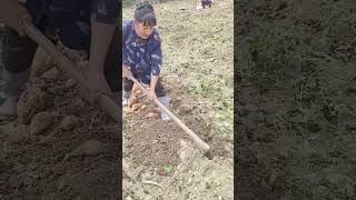 The process of digging organic sweet potatoes [upl. by Malinin41]