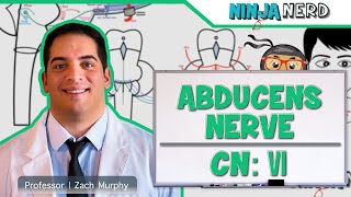 Neurology  Abducens Nerve Cranial Nerve VI [upl. by Irrek]