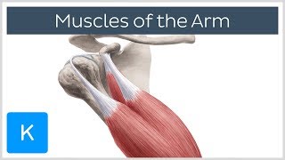 Muscles of the arm  Origin Insertion amp Innervation  Human Anatomy  Kenhub [upl. by Gusella]