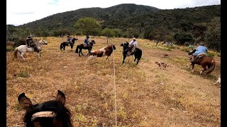 Laceadores de cerro 24 [upl. by Pierro370]