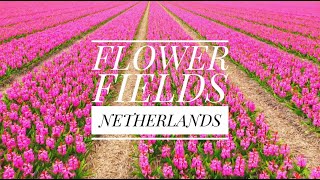 COLORFUL FLOWER FIELDS  NETHERLANDS 🇳🇱  March 2024 [upl. by Karrah]