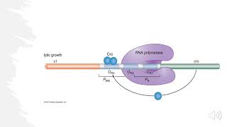 Lambda Bacteriophage Lytic vs Lysogenic Decision Explained [upl. by Manda]