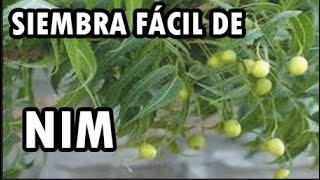 Nim Azadirachta indica El árbol que sirve para curar plantas [upl. by Geof]