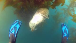 Amazing harbor seal underwater encounter by Kyle Mcburnie [upl. by Moss]