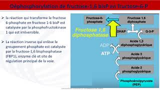 Métabolisme des glucides  Néoglucogenèse [upl. by Limoli]