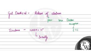 Cytochrome \c\ is a small  attached to the outer surface of [upl. by Eiramanin]