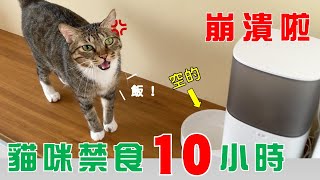 【豆漿  SoybeanMilk】貓咪被禁食10小時，竟然用按摩拜託 [upl. by Ogaitnas]