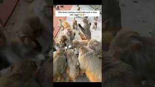 The Monkeys Found a Treasure😱 Shocking Egg Mayhemquot viralvideo animals monkey [upl. by Alleinnad]