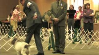 The 2011 PBGV National Specialty [upl. by Esoryram]