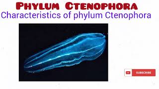 Phylum Ctenophora [upl. by Starling441]