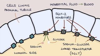 How does Dapagliflozin work Understanding SGLT2 inhibitors [upl. by Nabalas]