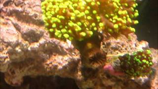 Frogspawn Coral in Saltwater Aquarium [upl. by So]