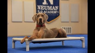 Ahsoka Weimaraner Boot Camp Dog Training Demonstration [upl. by Kered]