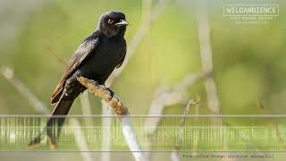 Fork tailed Drongo Call amp Sounds [upl. by Airednaxela]