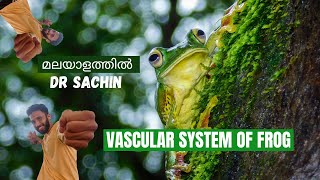 vascular system of frog  knowledge vlogger  class 11  heart and portal system of frog [upl. by Dranyl]