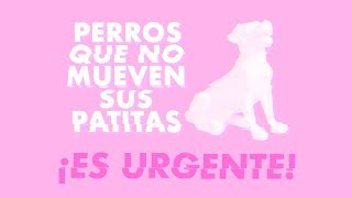 ¿Tu perro no mueve las PATAS  Es URGENTE que hagas ESTO 🐶🚨👨‍⚕️ [upl. by Gronseth]