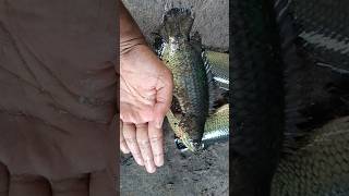 Catching and cooking big Anabas fish traditionalfishing villagefishing [upl. by Audres962]