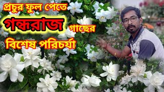 প্রচুর ফুল পেতে গন্ধরাজ গাছের পরিচর্যা করুন এখনি  Gondhoraj Flower plant care  Gardenia plant [upl. by Tracey506]