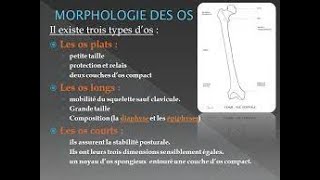 L’os  morphologie structure et composition chimique [upl. by Koval469]