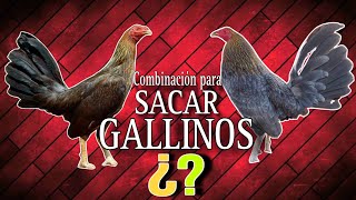 COMBINACIÓN para sacar GALLINOS  Gallos Finos🐓 [upl. by Anihs]