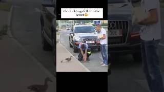 Rescuing the ducklings  mother duck patiently waiting🥹❤️ shorts [upl. by Eecyac]