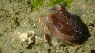 Stubby Squid Encounter At Redondo [upl. by Kcira975]