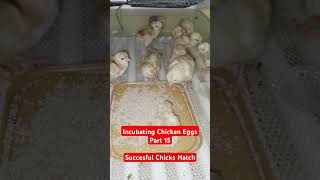 Incubating Chicken Eggs Part 15  Successful Chicks Hatch [upl. by Giordano]