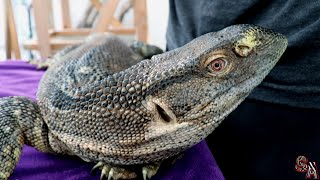 🦎 Monitor de Garganta Negra Varanus albigularis microstictus 🦎  Cuidados del Varano de Tanzania 🐲 [upl. by Abbottson]