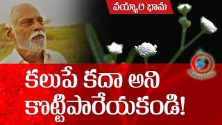 Natural Farming  Beneficial aspects of Parthenium hysterophorusవయ్యారిభామ ఉపయోగాలు [upl. by Naillig]