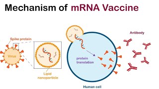 The Transformative Era of mRNA Vaccines  From COVID 19 to Cancer Therapy 4 Minutes [upl. by Corron641]