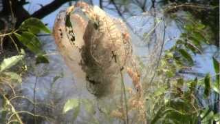 CATERPILLAR NEST REMOVAL IN PECAN TREE 91412 [upl. by Notlew527]