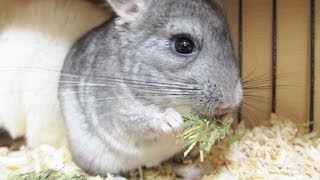 Baby Chinchilla Hands At Work [upl. by Knowling]