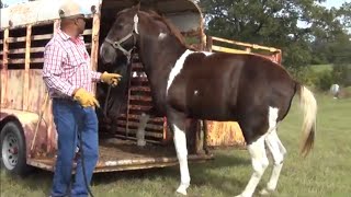 Unloading Tennessee Walking Horses of Queen City Riders [upl. by Neesay]