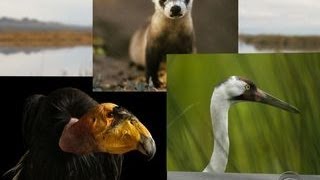 The Endangered Species Act celebrates a milestone [upl. by Wilfreda]