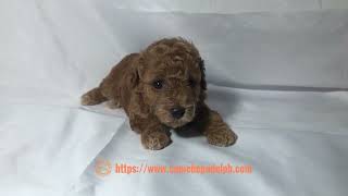 Elios is a fourweekold male toy poodle puppy [upl. by Airetak]