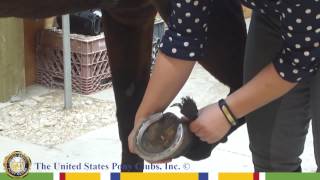 How to Use a Hoof Pick [upl. by Annia862]