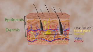 Skin 3D structure of skin [upl. by Breen371]