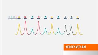 Sanger DNA Sequencing  Capillary Electrophoresis Animation [upl. by Clarisa738]