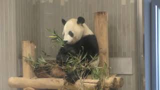 ジャイアントパンダ・リーリーの食事風景 上野動物園 2017年10月29日 [upl. by Keung]