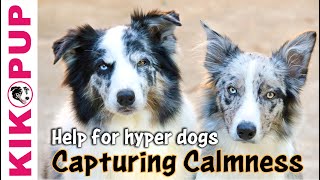 Capturing Calmness how to train calmness in dogs [upl. by Orvas]