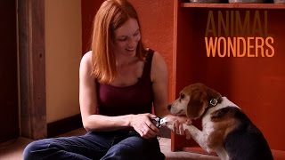 How To Clip Dog Nails [upl. by Suirred372]