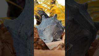 hyper real shell blender 3d 3dscan photogrammetry closeup fyp shell ocean beach [upl. by Ruford]